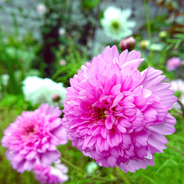 mamimamipockyさんの実例写真