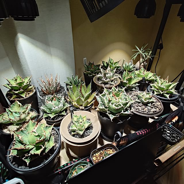 tropical_happy_lifeさんの実例写真