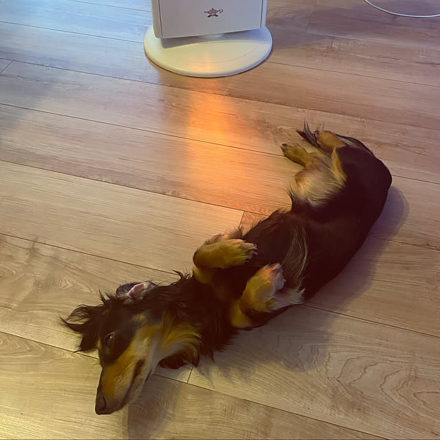 uninekoさんの実例写真