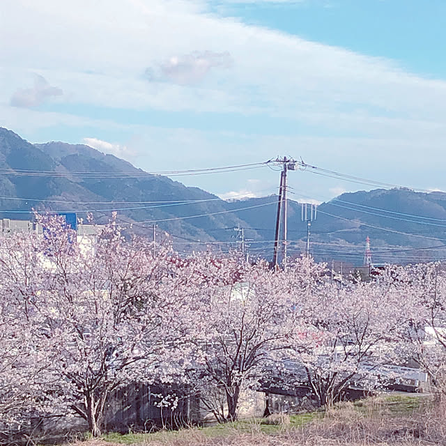サクラ/部屋全体のインテリア実例 - 2022-03-27 22:18:37