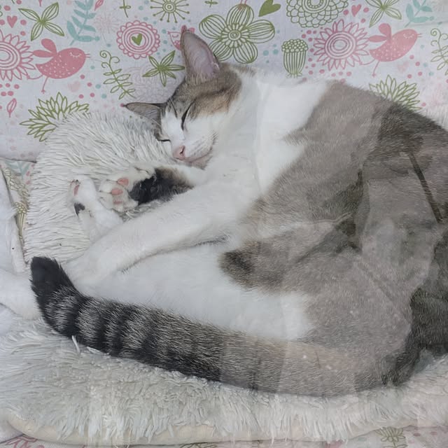 mori_6_12さんの実例写真