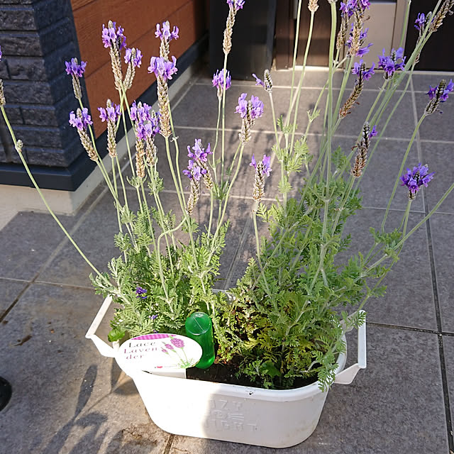 玄関/入り口/観葉植物/庭のインテリア実例 - 2021-11-11 00:26:38