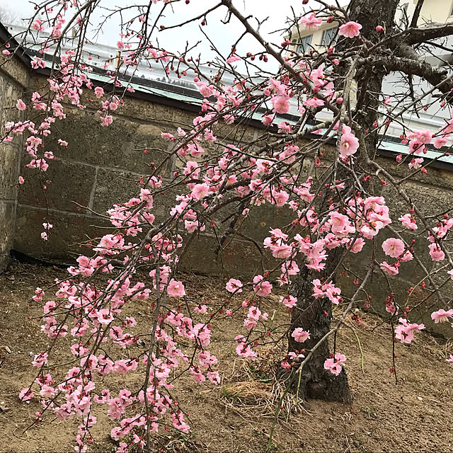 Nagakoさんの実例写真
