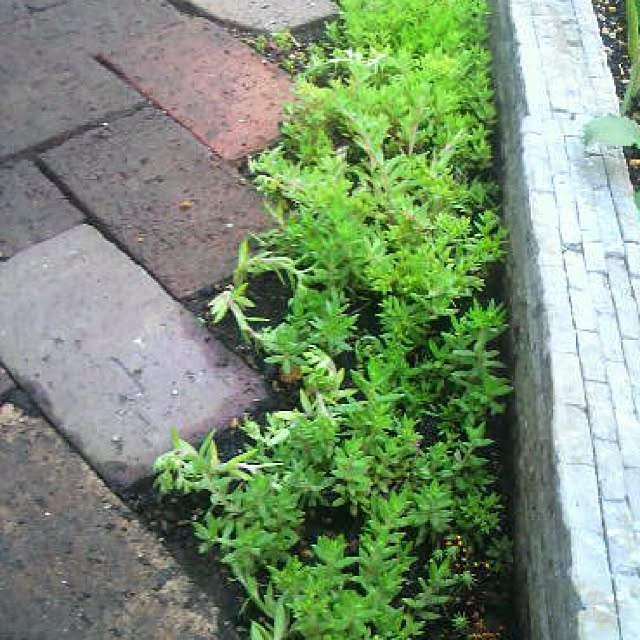 dicekbeetleさんの実例写真