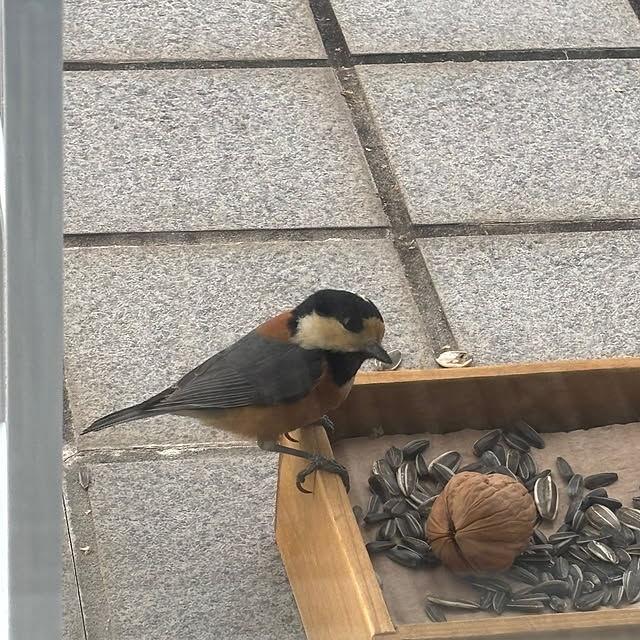 NorthForestさんの部屋