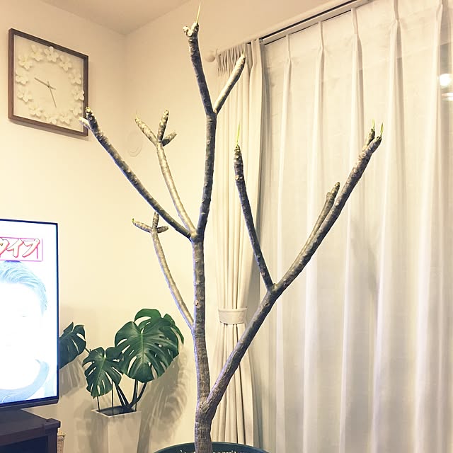 a.alohaさんの実例写真