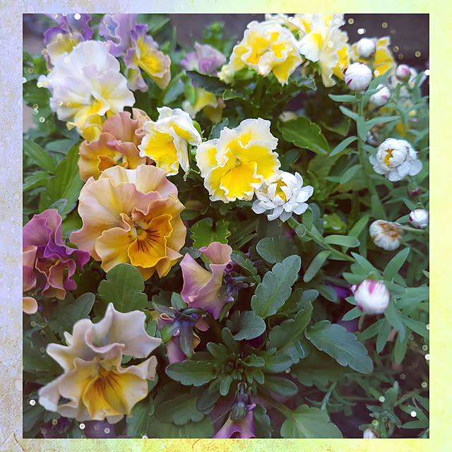 mimi828さんの実例写真