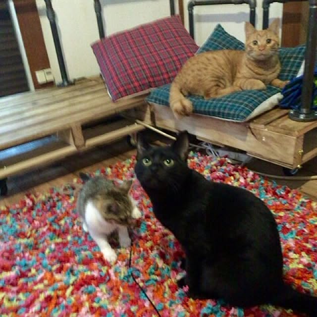 sumisumiさんの実例写真