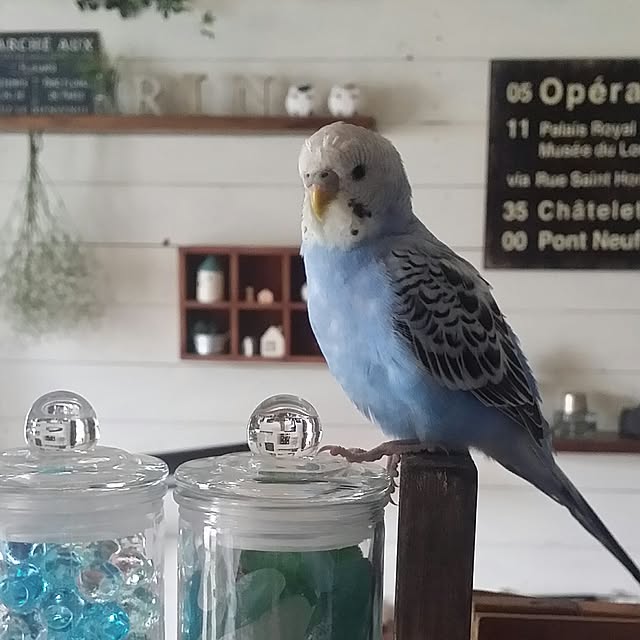 karinさんの実例写真
