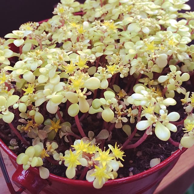 玄関/入り口/植物/多肉植物/咲いた咲いた❤︎のインテリア実例 - 2014-05-31 18:16:23
