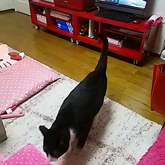 Kittyさんの実例写真