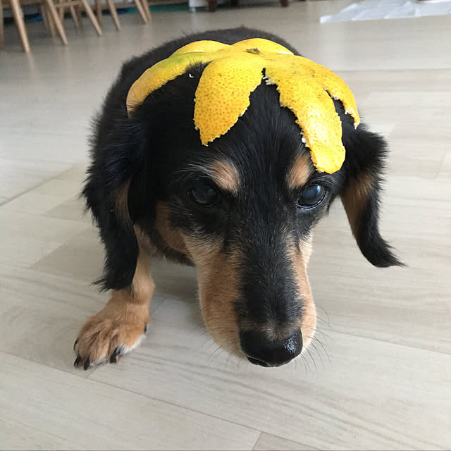 ohanaさんの実例写真