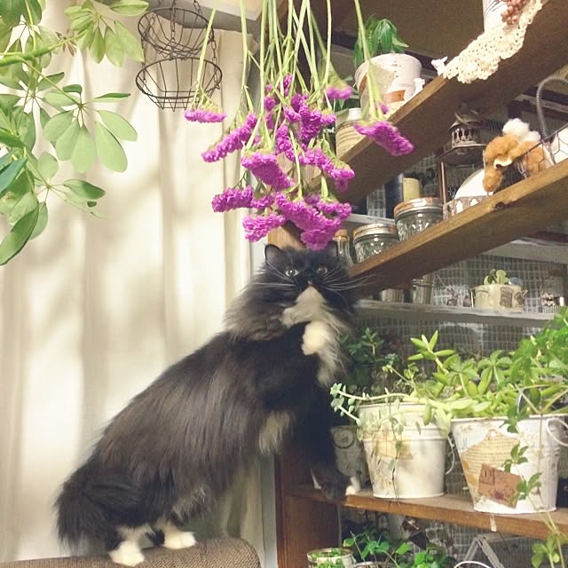 mucc08さんの実例写真