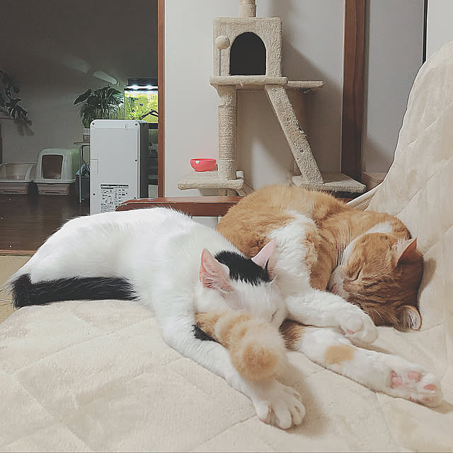jabo_222さんの実例写真