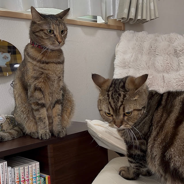 chiiさんの部屋