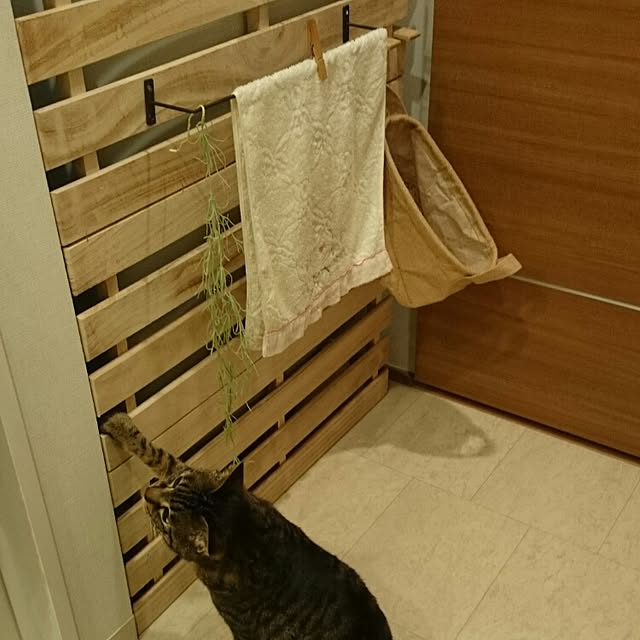 Masamiさんの実例写真