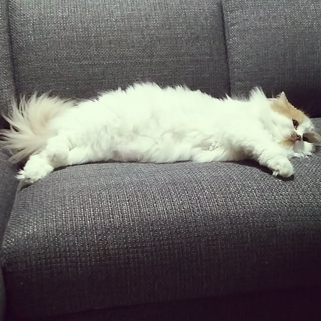 nonkoさんの実例写真