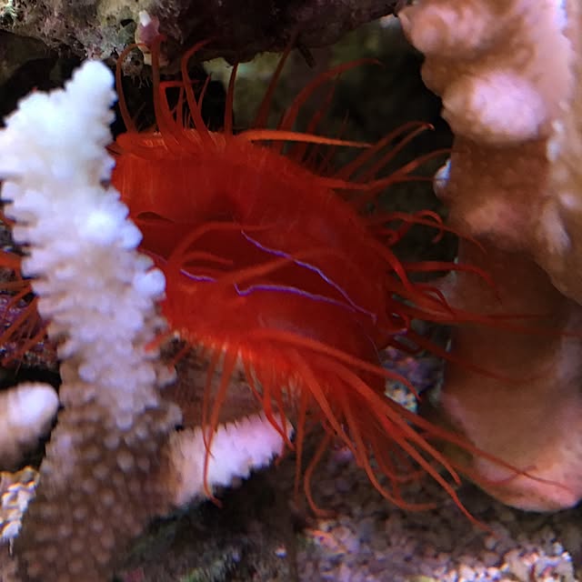 aquarium_seaさんの実例写真