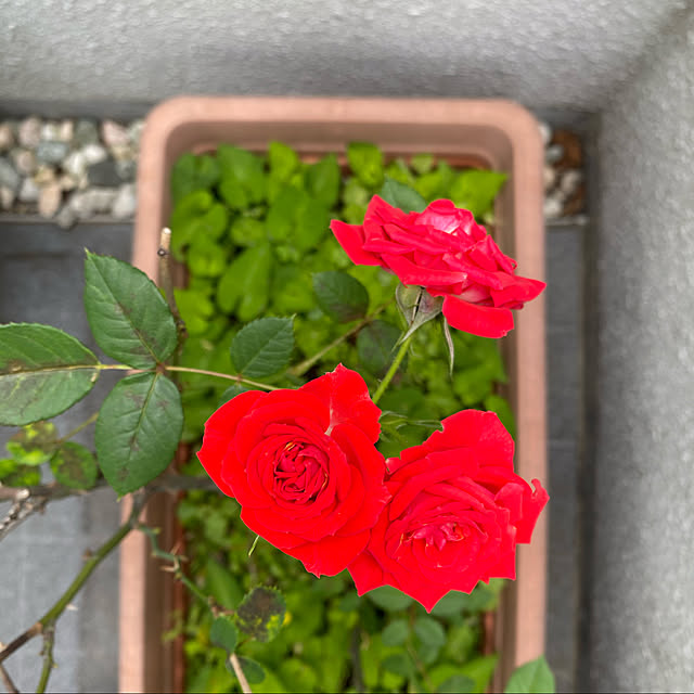 porinさんの実例写真