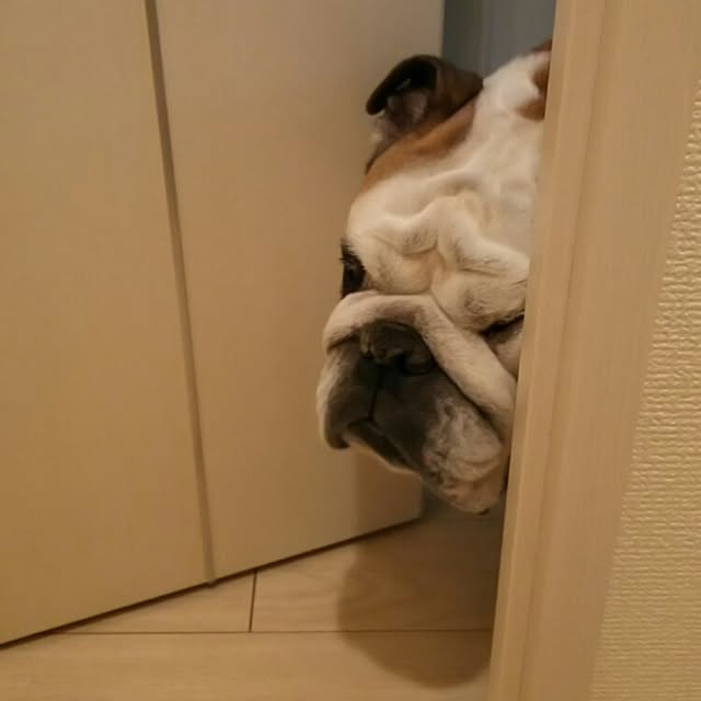 panchobiさんの実例写真