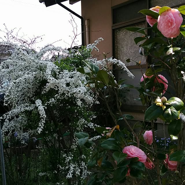 hiroさんの実例写真