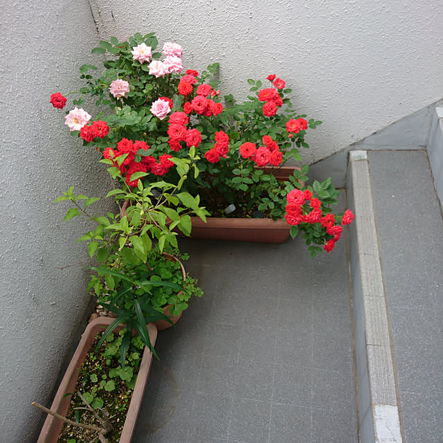 porinさんの実例写真