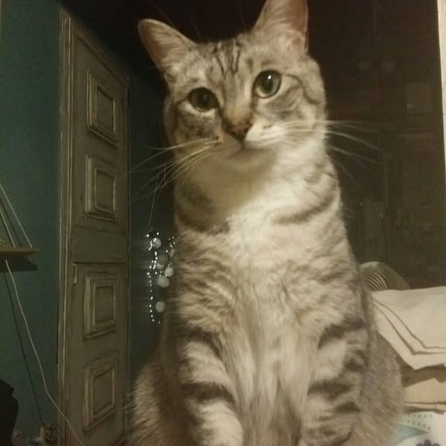 annさんの実例写真