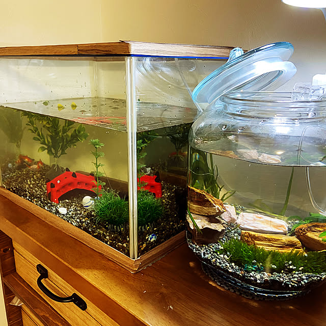 新しく仲間入り！ 少し大きめ ろ過装置 メダカ 金魚 ビオトープ