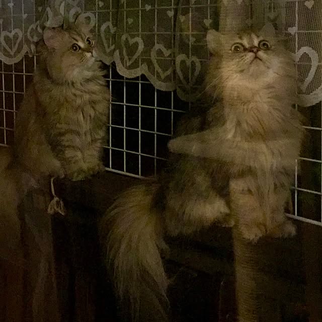 butachanさんの実例写真