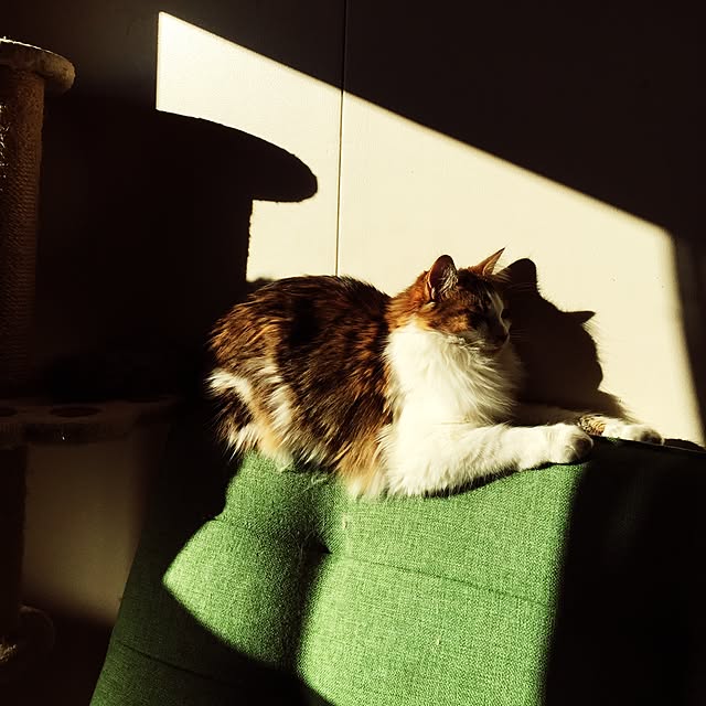 実例写真