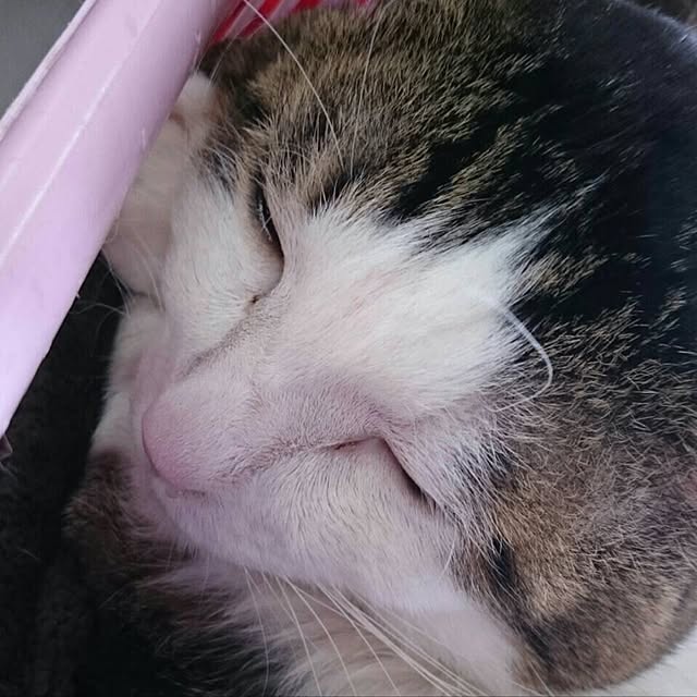 mariaさんの実例写真