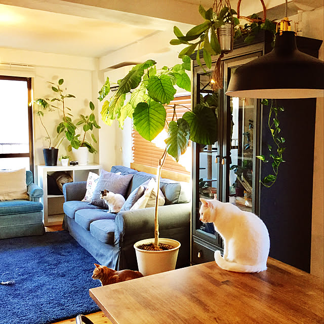 catsmamさんの実例写真