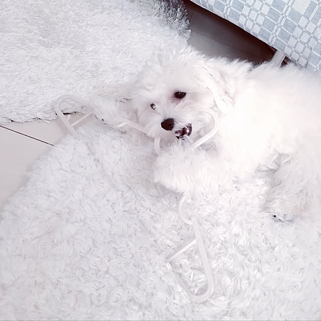 Mopmamaさんの実例写真