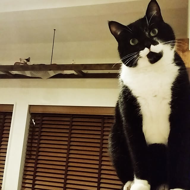 nekogurumaさんの実例写真
