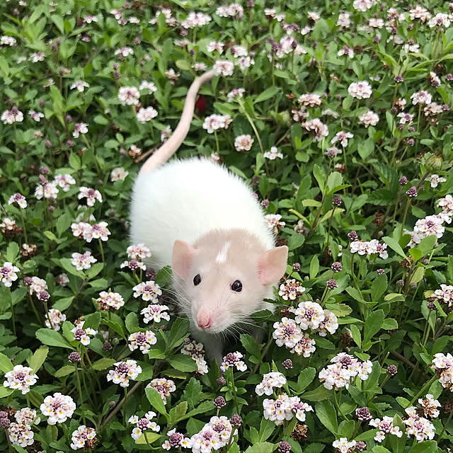 TOROさんの実例写真