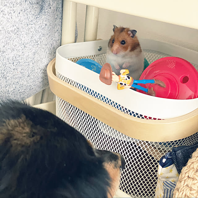 ohanaさんの実例写真