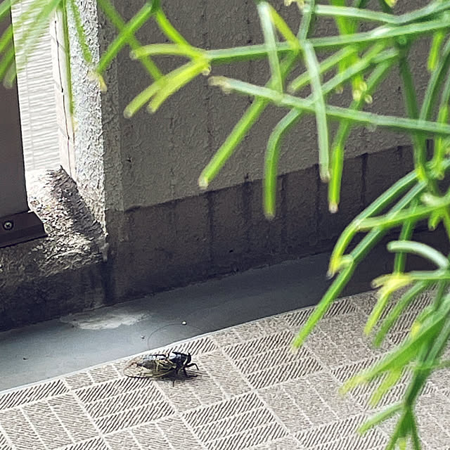 miyamiyaさんの部屋