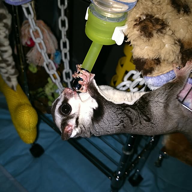 KOHAKUさんの実例写真