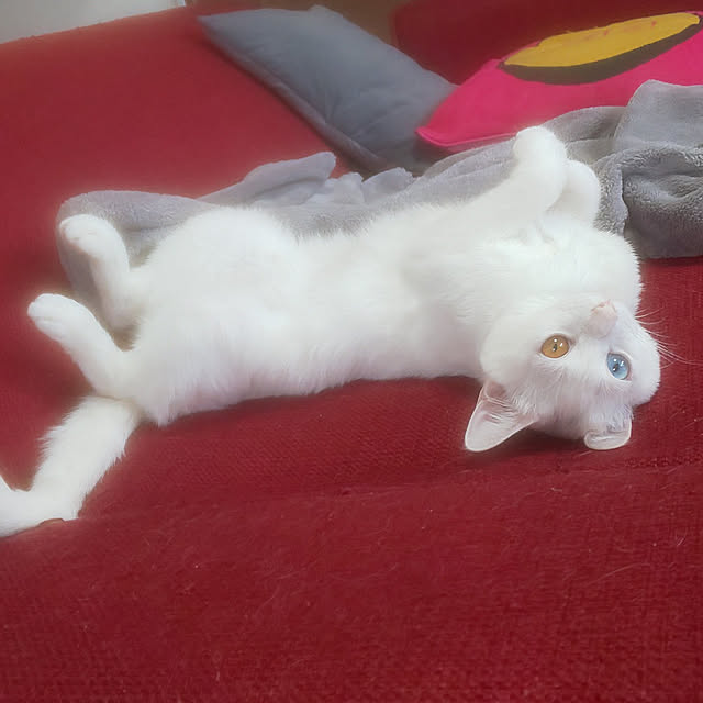 necoさんの実例写真