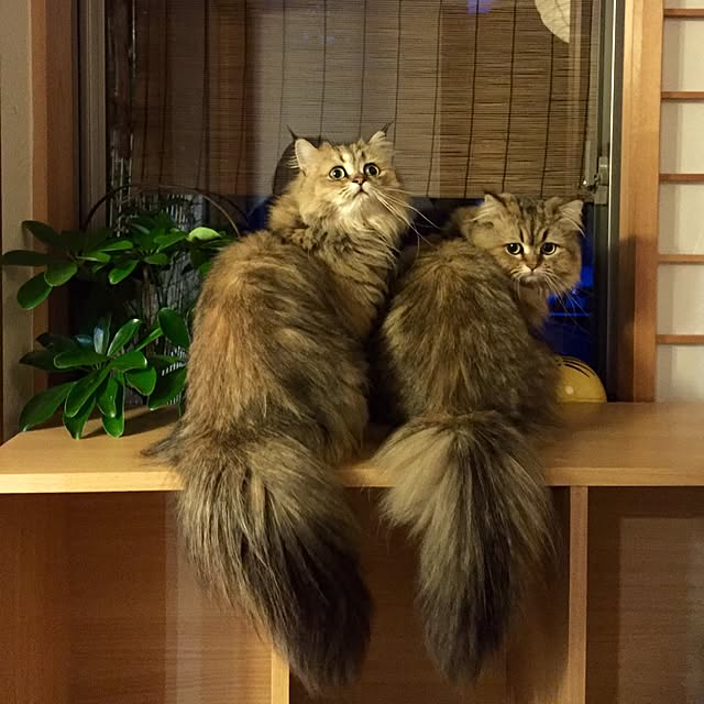 butachanさんの実例写真
