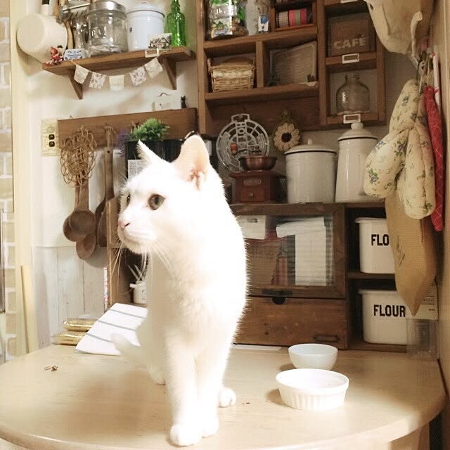 キッチン/ねこバカ/ねこ/ねこ部/ねこのいる風景...などのインテリア実例 - 2016-12-22 17:51:18