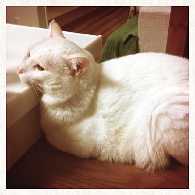 mameさんの実例写真