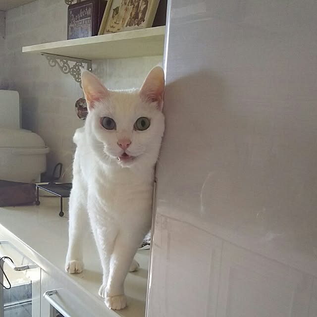 sakuraさんの実例写真