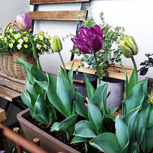 Petit_Pommierさんの実例写真