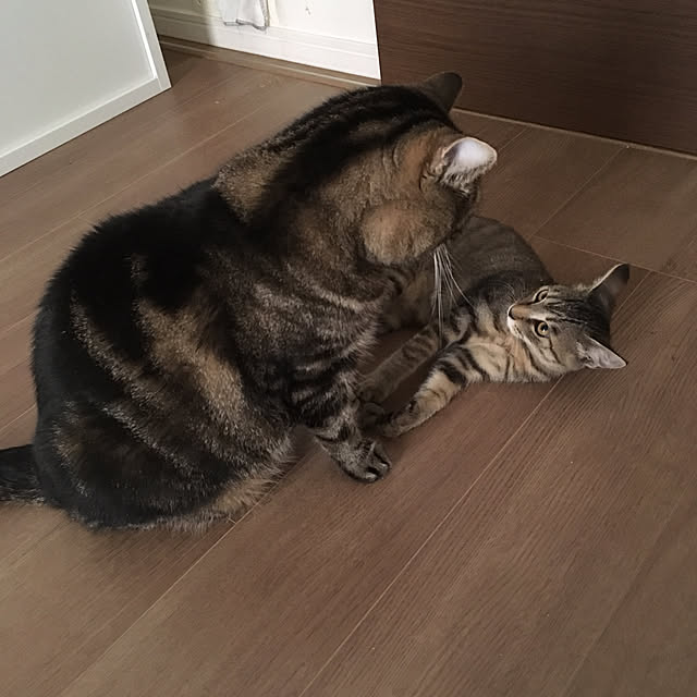 mikomaruさんの実例写真