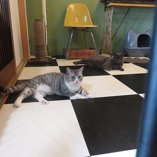 Shojiさんの実例写真