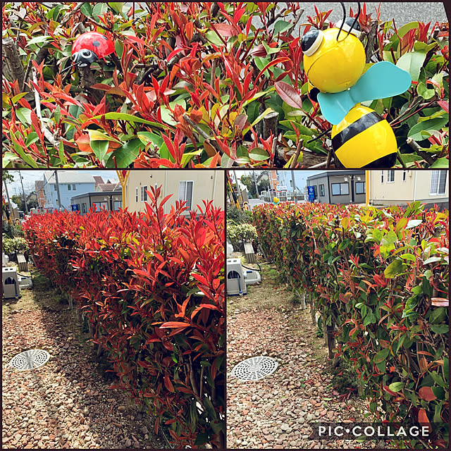 yukarin-gardenさんの実例写真