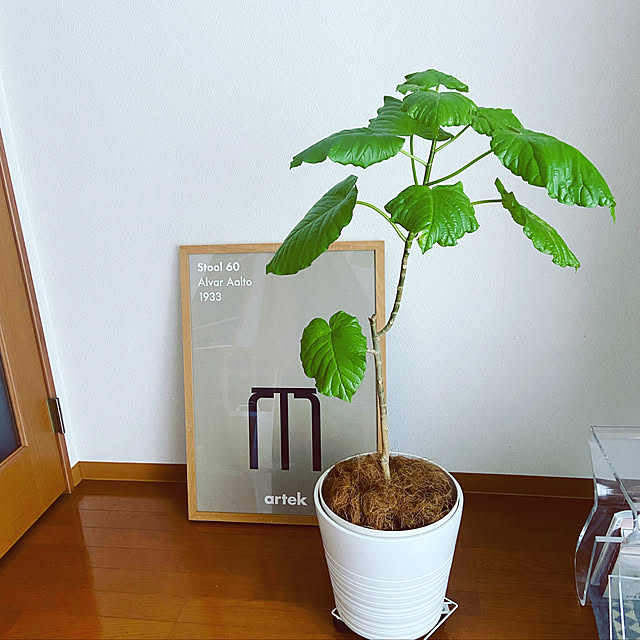 warabiさんの実例写真
