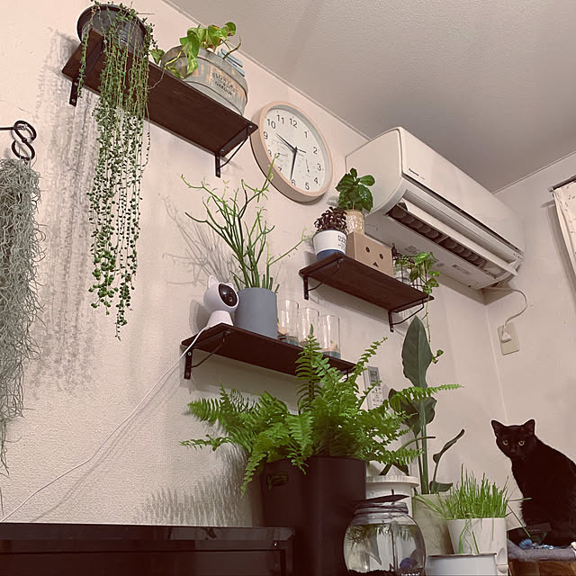 DIY/セリア/100均/観葉植物/棚のインテリア実例 - 2020-01-16 20:49:51