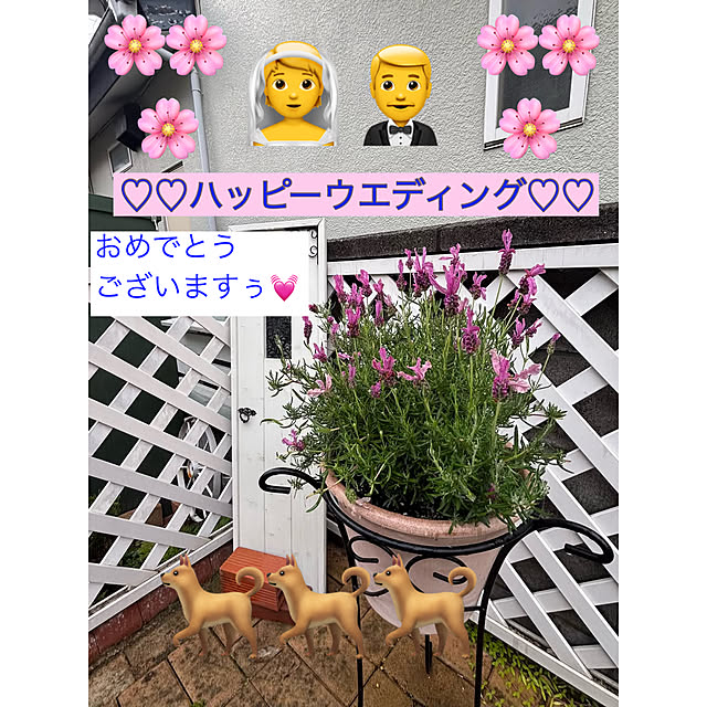 momocchiさんの実例写真